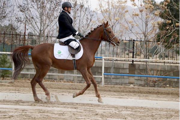 قهرمانی کشور سوارکاری  15